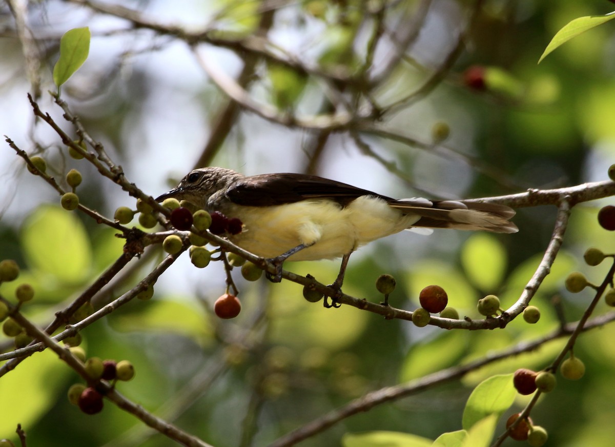 Swamp Greenbul - ML109585061