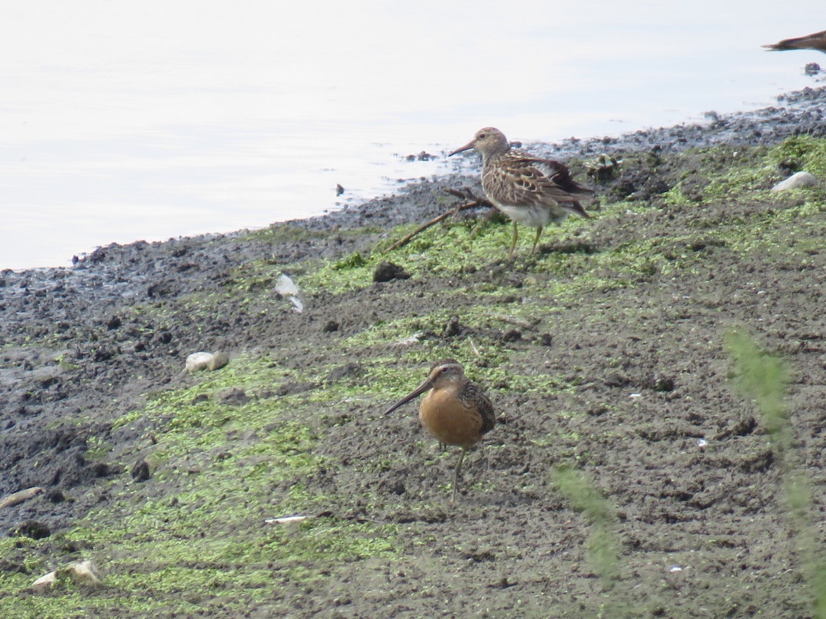 Short-billed Dowitcher - Kenneth Bishop