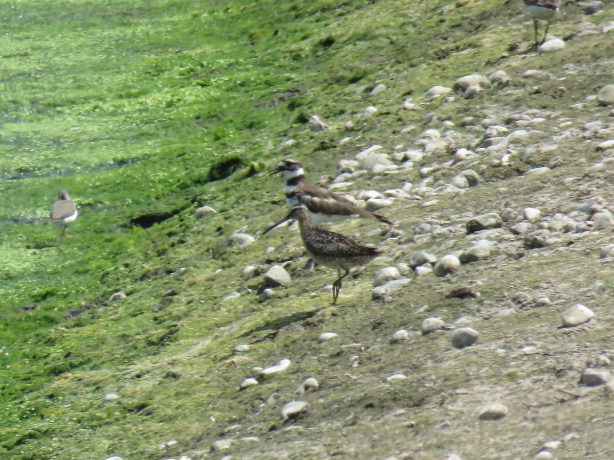 Short-billed Dowitcher - Kenneth Bishop