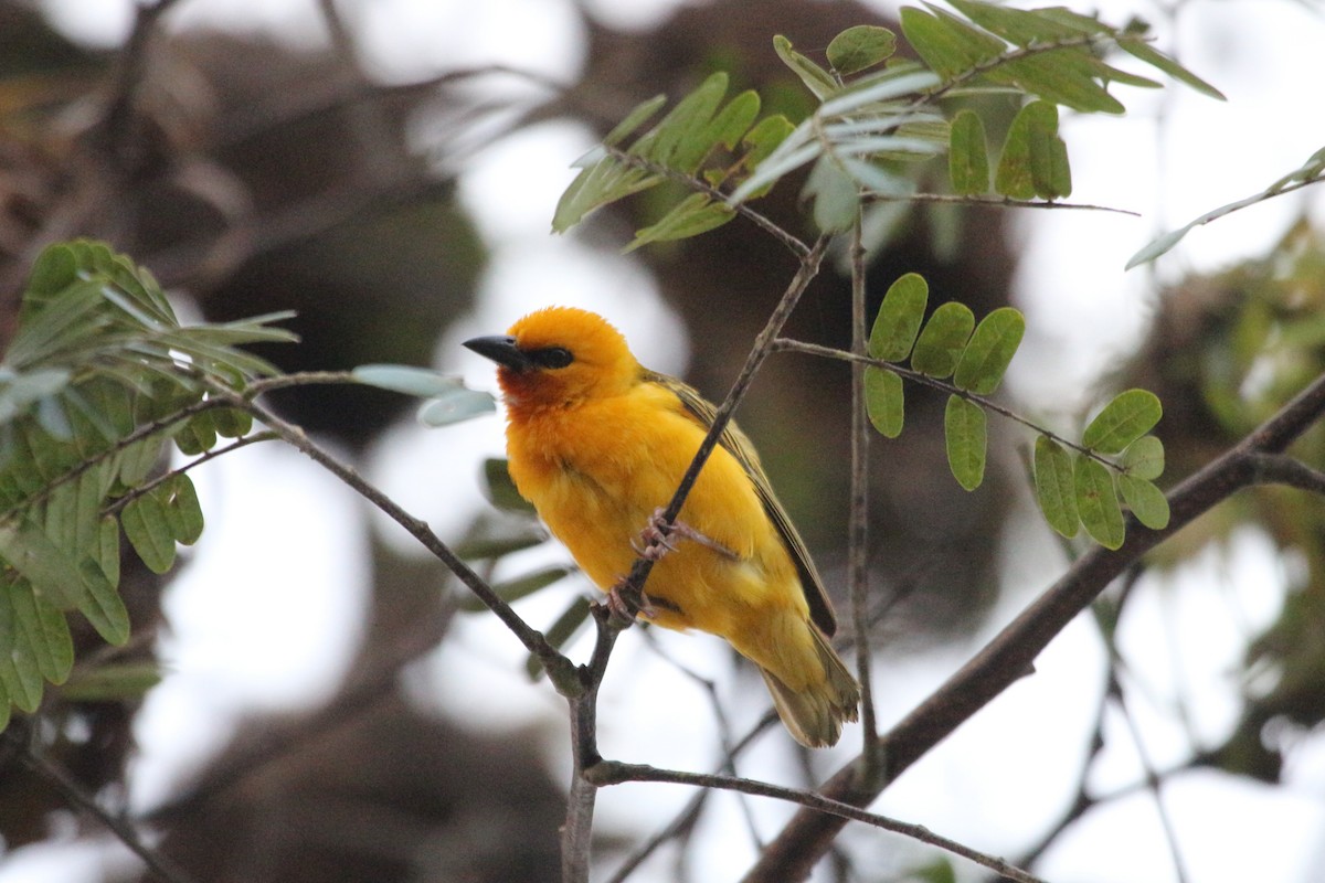 Orange Weaver - John Drummond