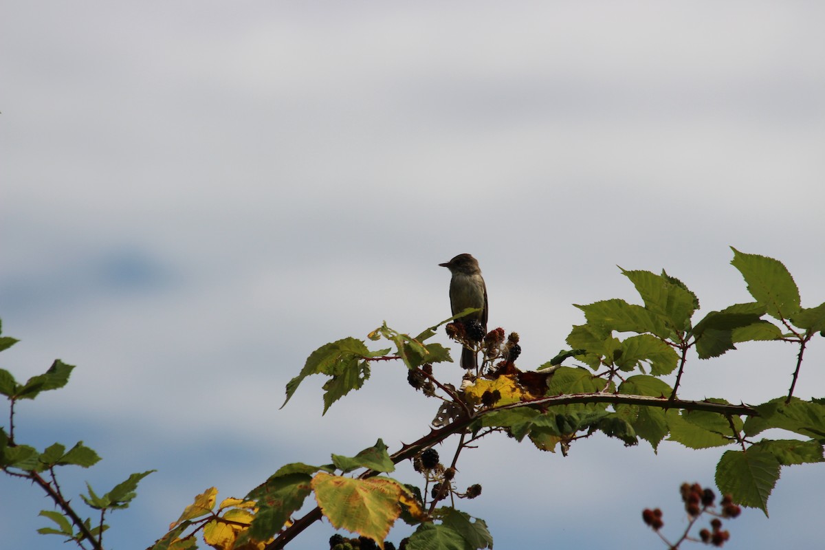 Willow Flycatcher - ML109586351