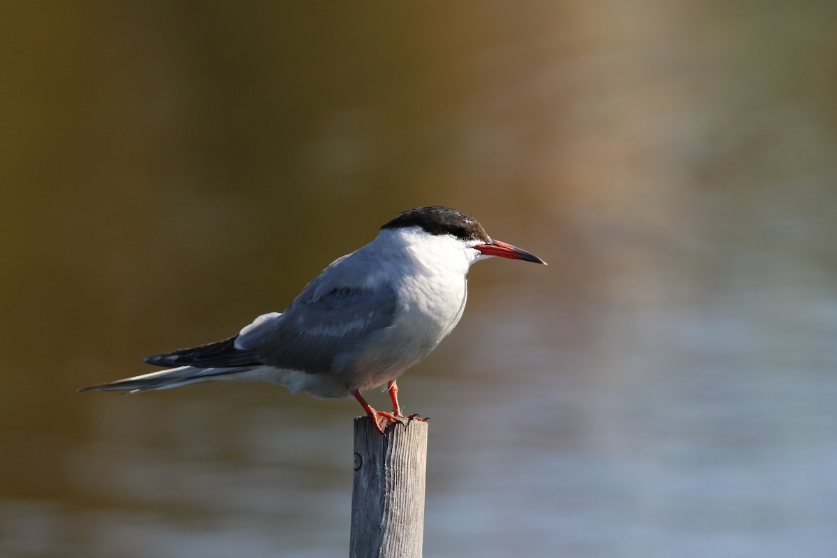 Common Tern - ML109586441