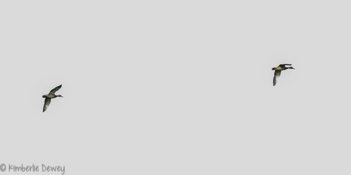 Mallard - ML109586501