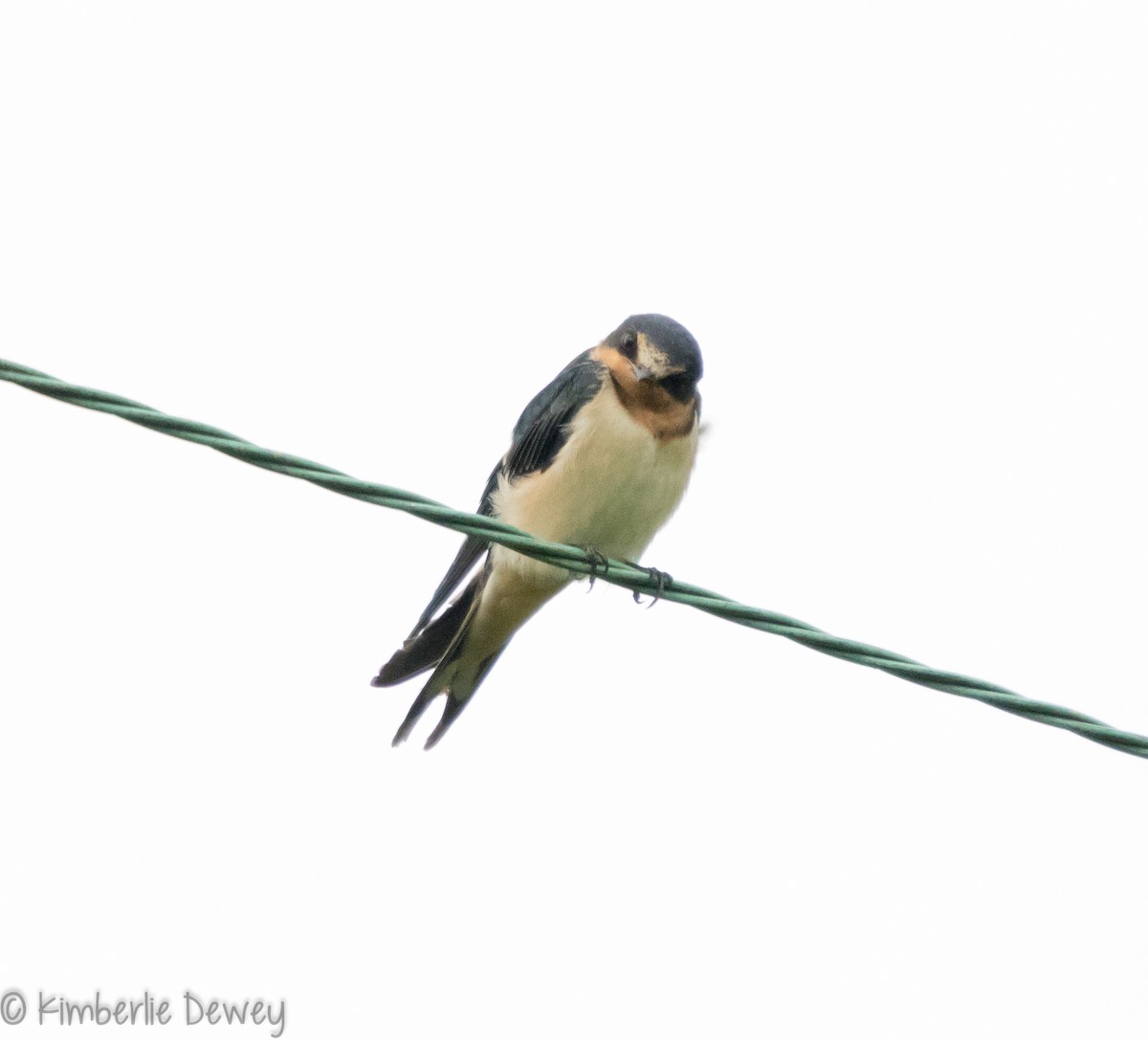 Barn Swallow - ML109586641