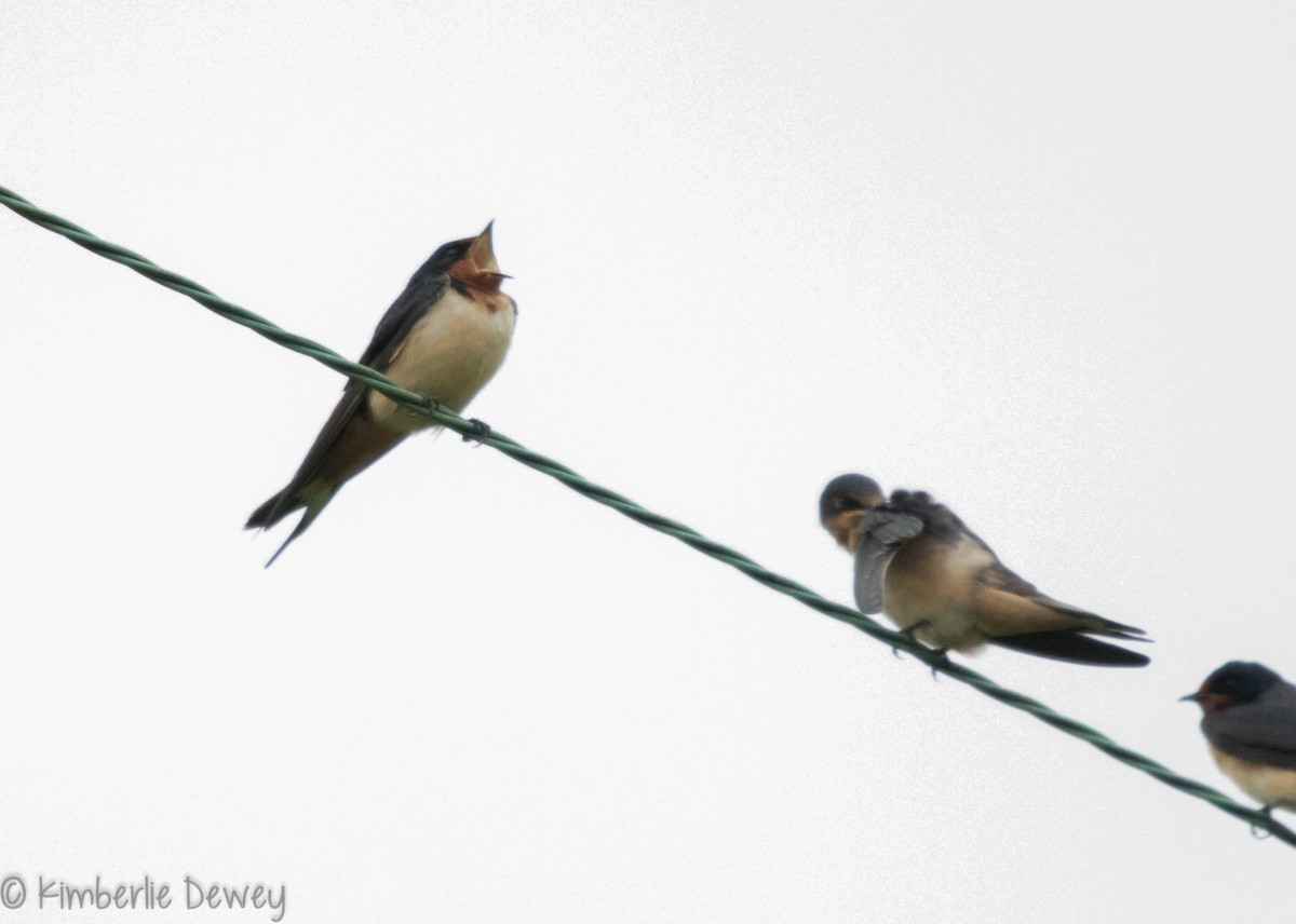 Barn Swallow - ML109586661