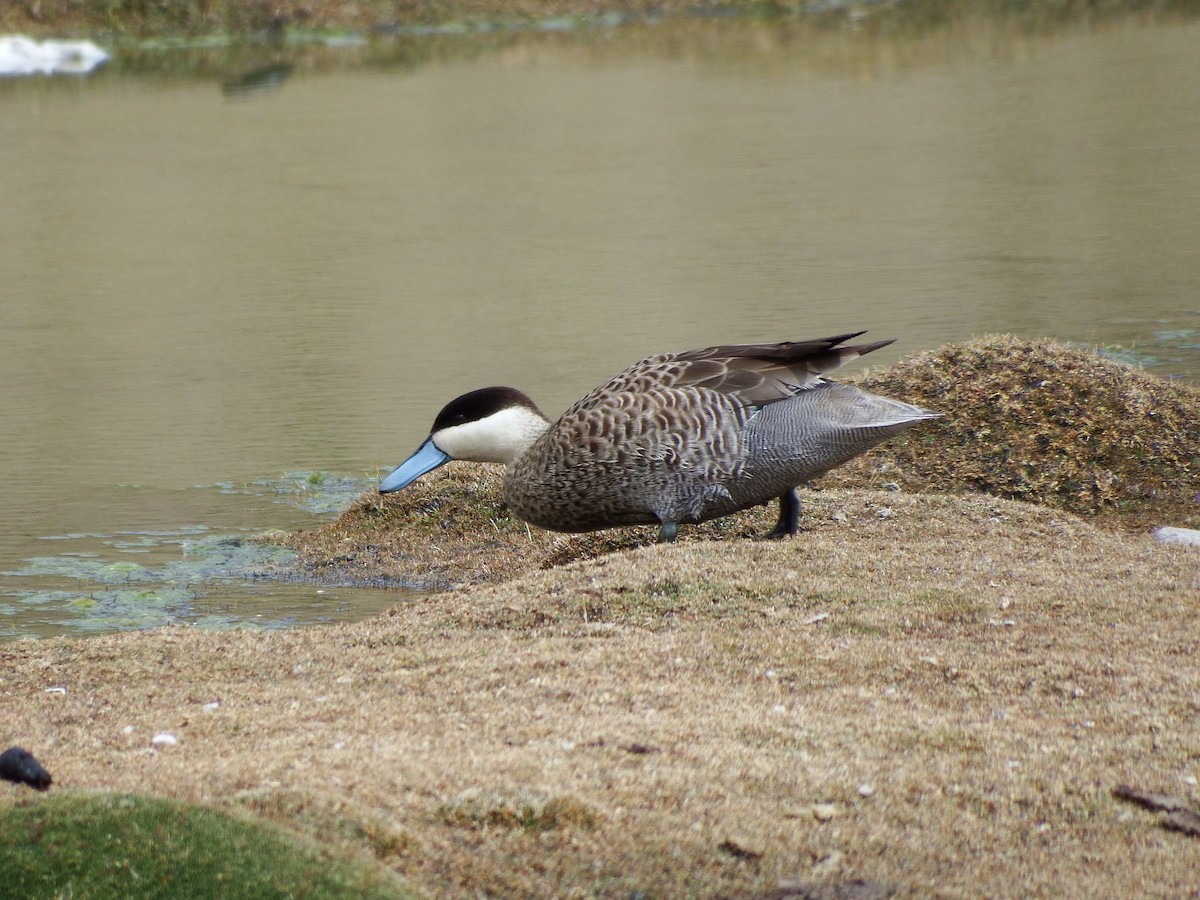 Puna Teal - ML109586671