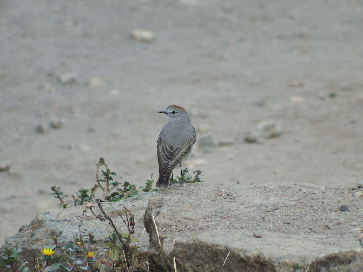 Rufous-naped Ground-Tyrant - Ethan Borland