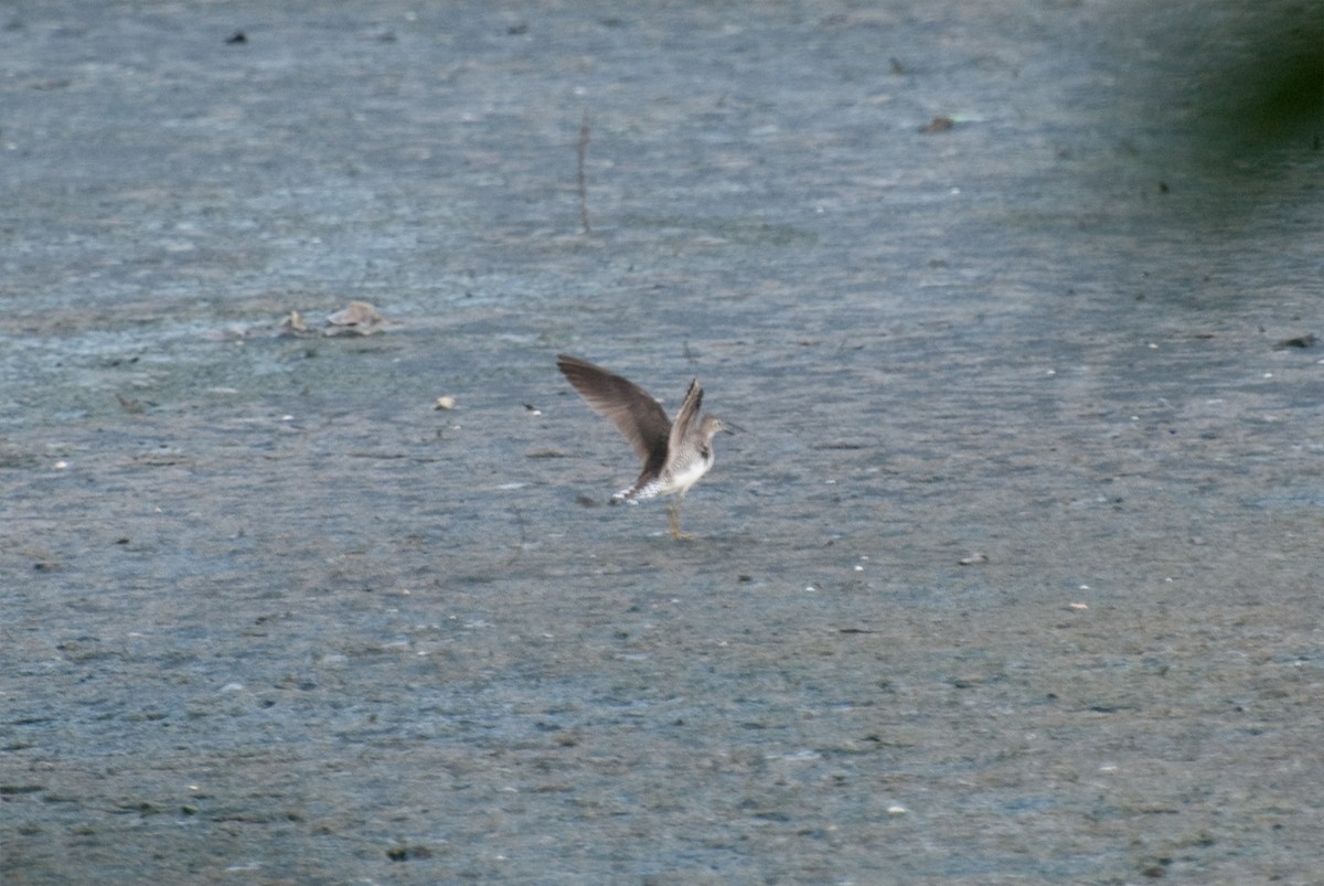 Solitary Sandpiper - ML109587521