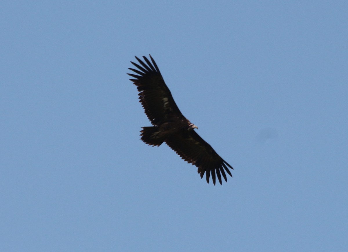 Hooded Vulture - ML109587531