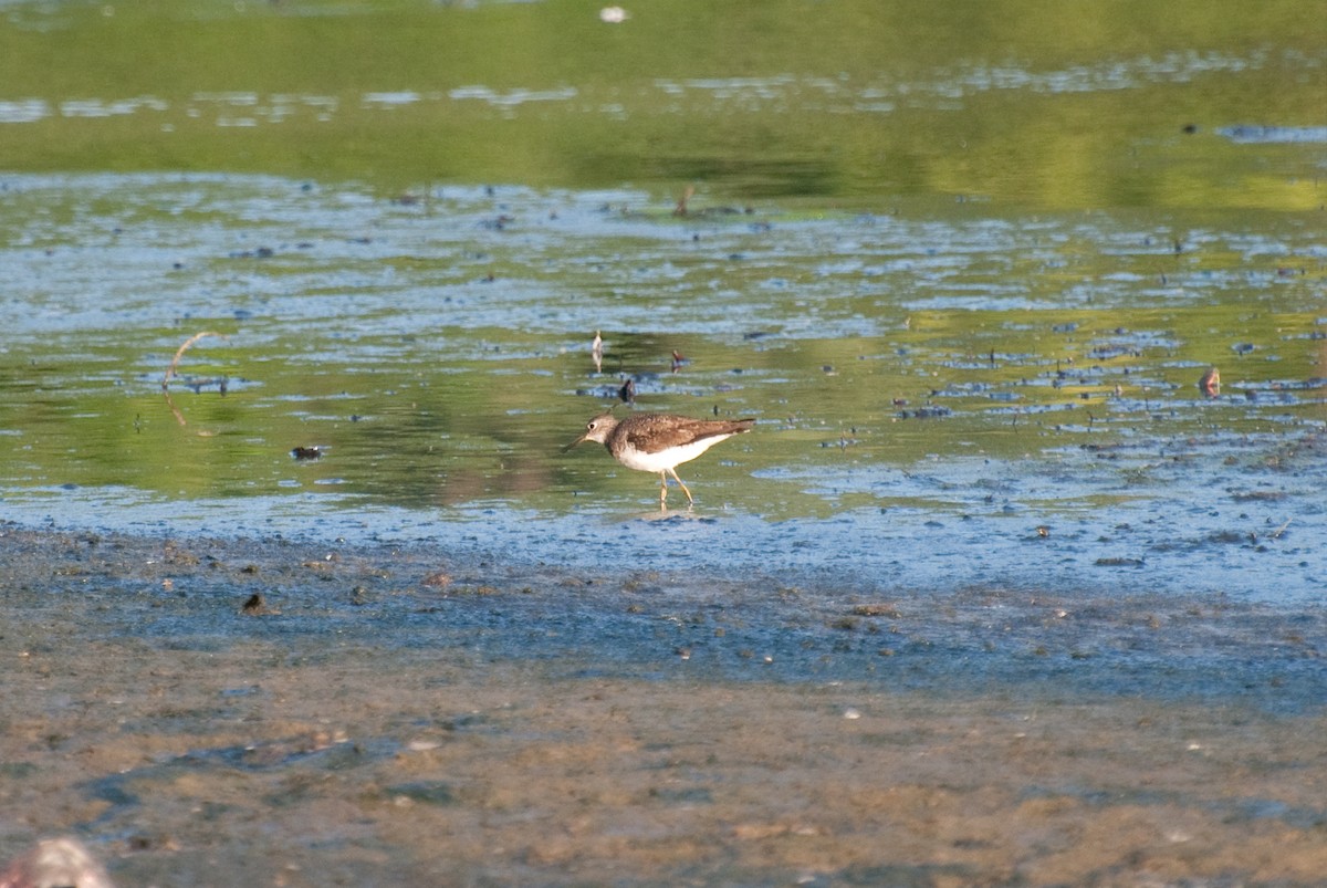 Solitary Sandpiper - ML109587571