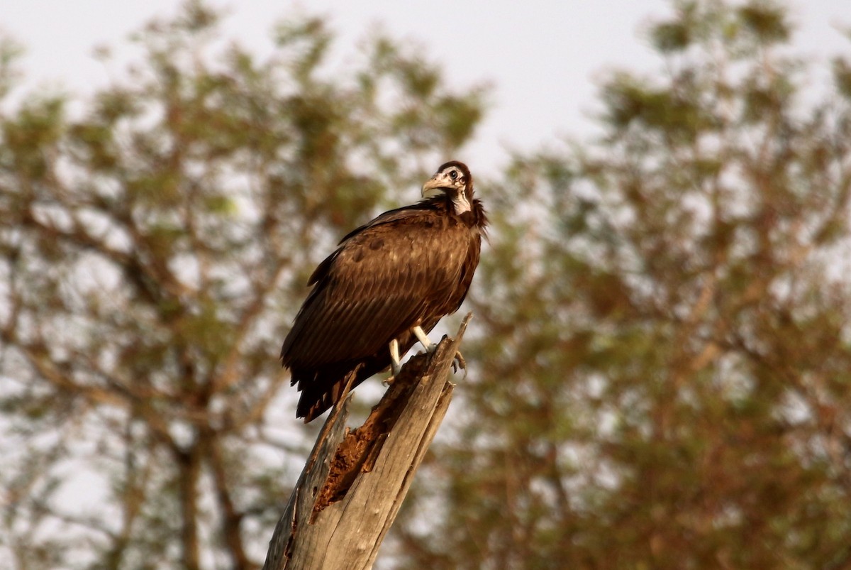 Hooded Vulture - ML109587641