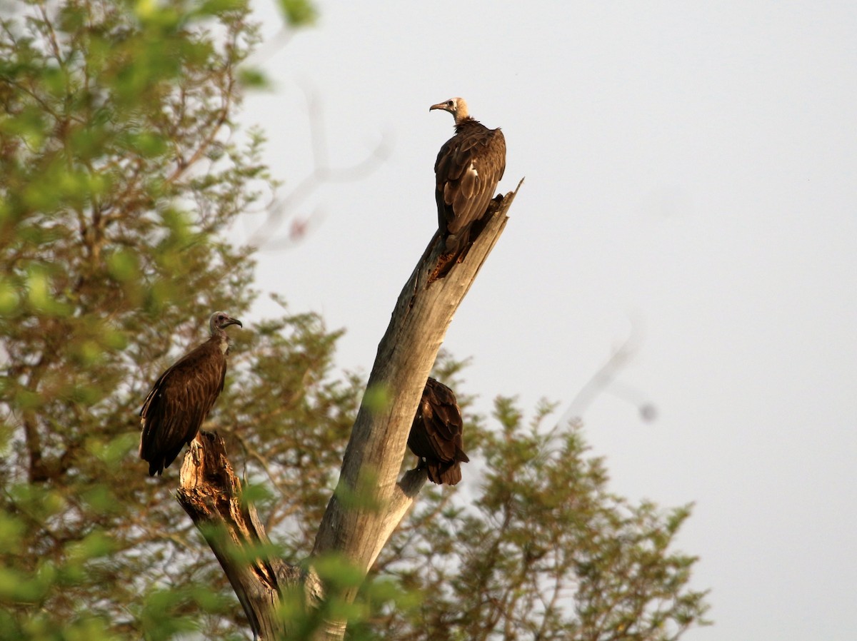 Hooded Vulture - ML109587681