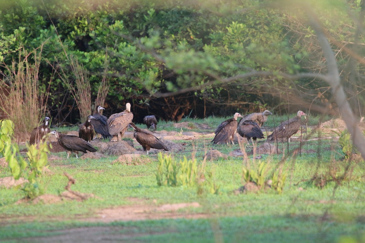 Hooded Vulture - ML109587781