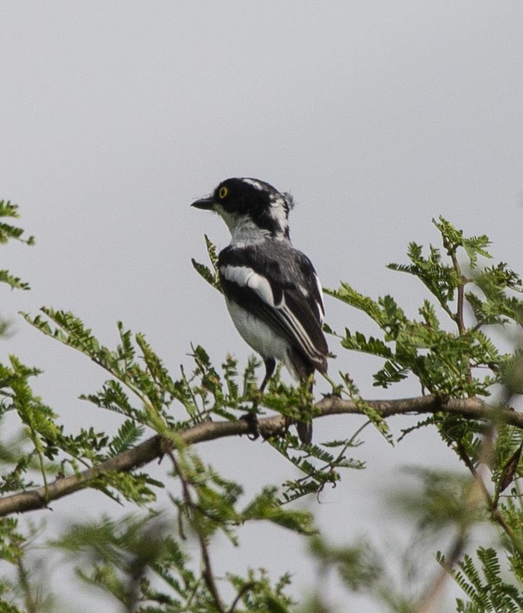 Eastern Black-headed Batis - Simon Carter