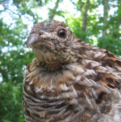 Ruffed Grouse - ML109591811