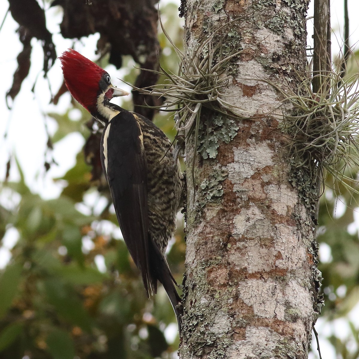 Lineated Woodpecker - Mark L. Hoffman