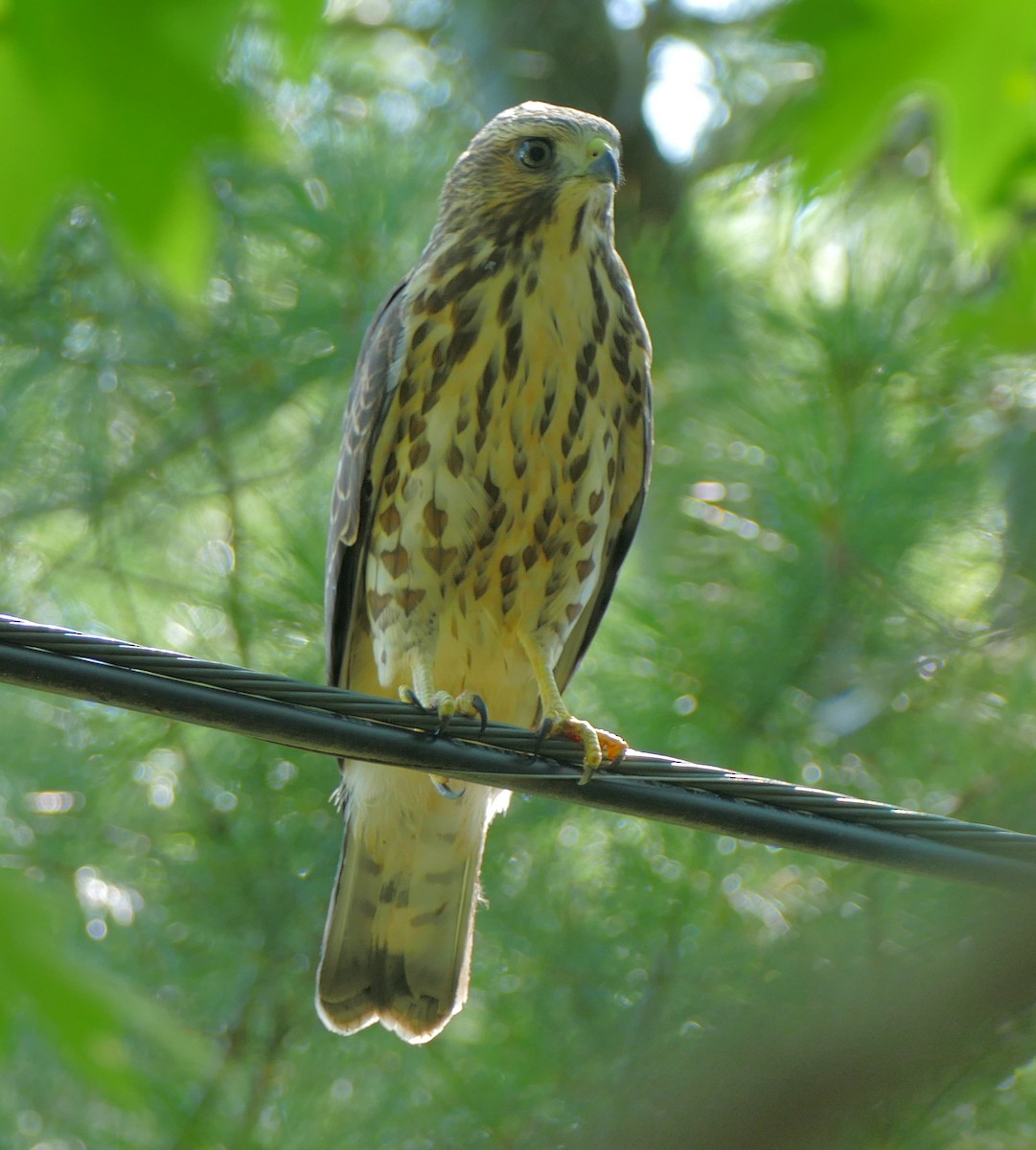 Broad-winged Hawk - Dave Bowman