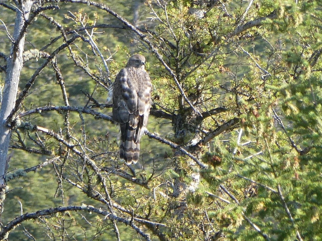 American Goshawk - Anne Tews