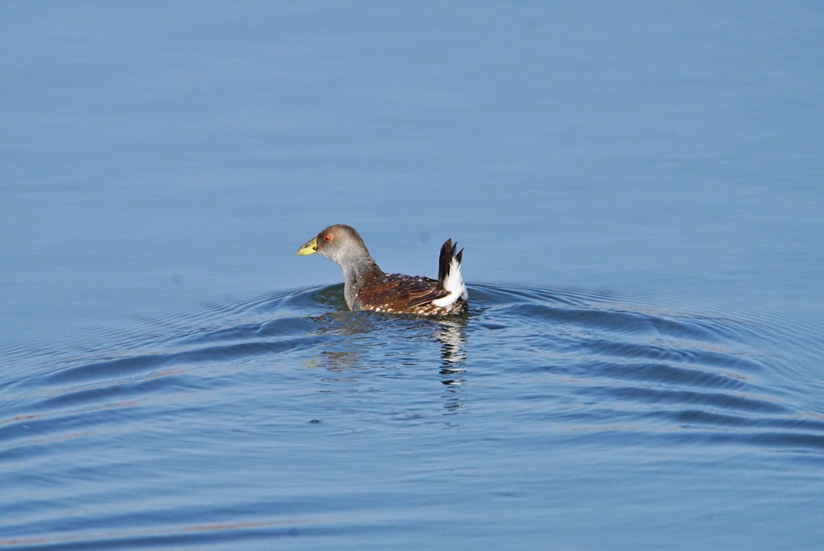 Spot-flanked Gallinule - marcelo muñoz