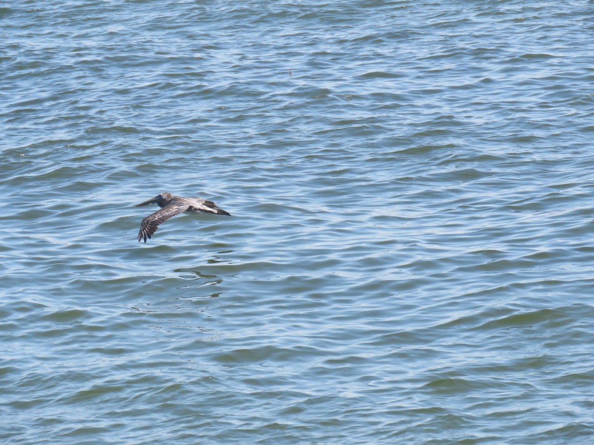 Brown Pelican - ML109596791