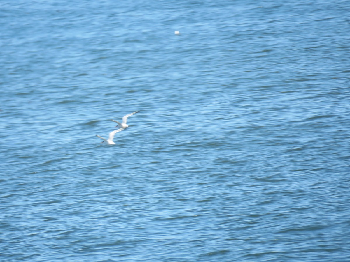 Elegant Tern - Sharon Hull