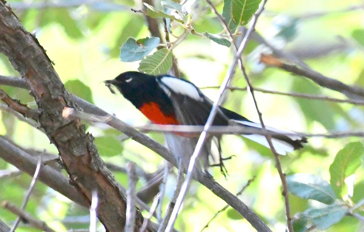 Painted Redstart - ML109601591