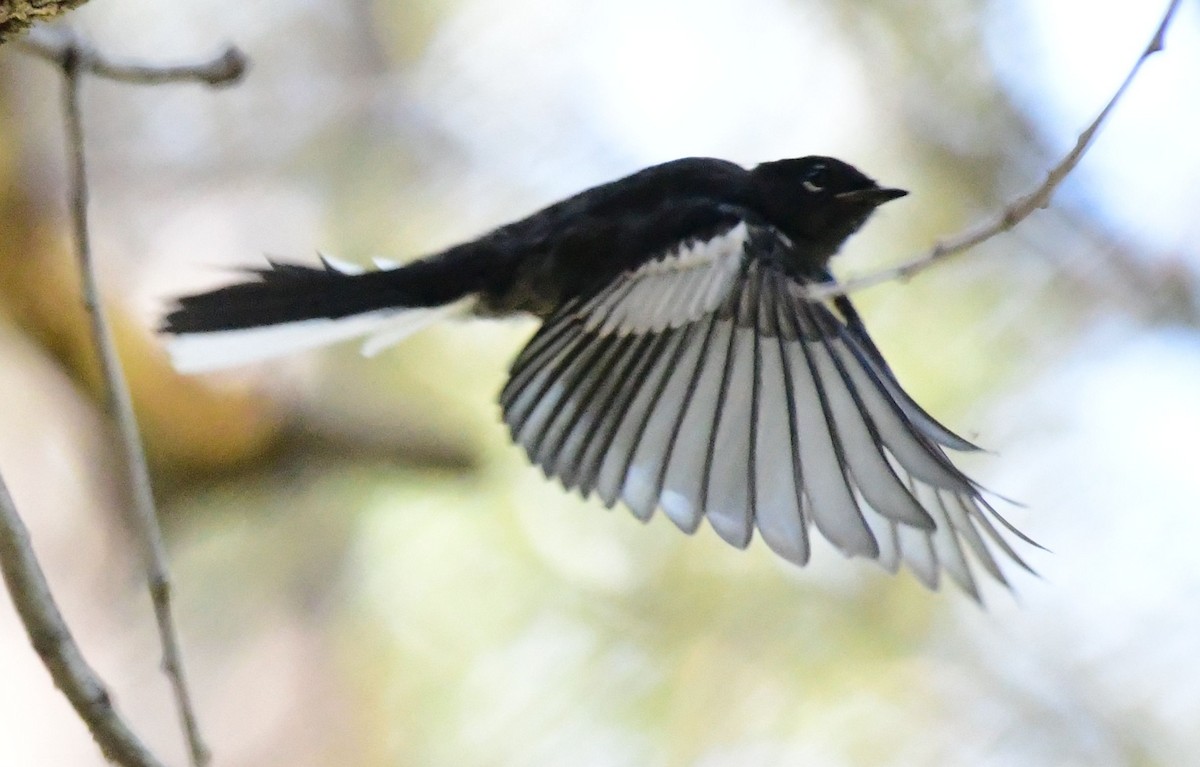 Painted Redstart - ML109601611