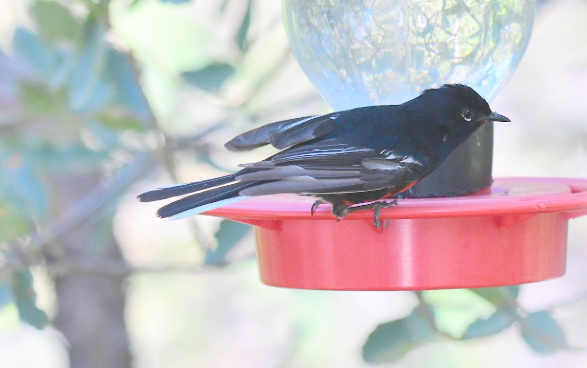 Painted Redstart - James Bozeman