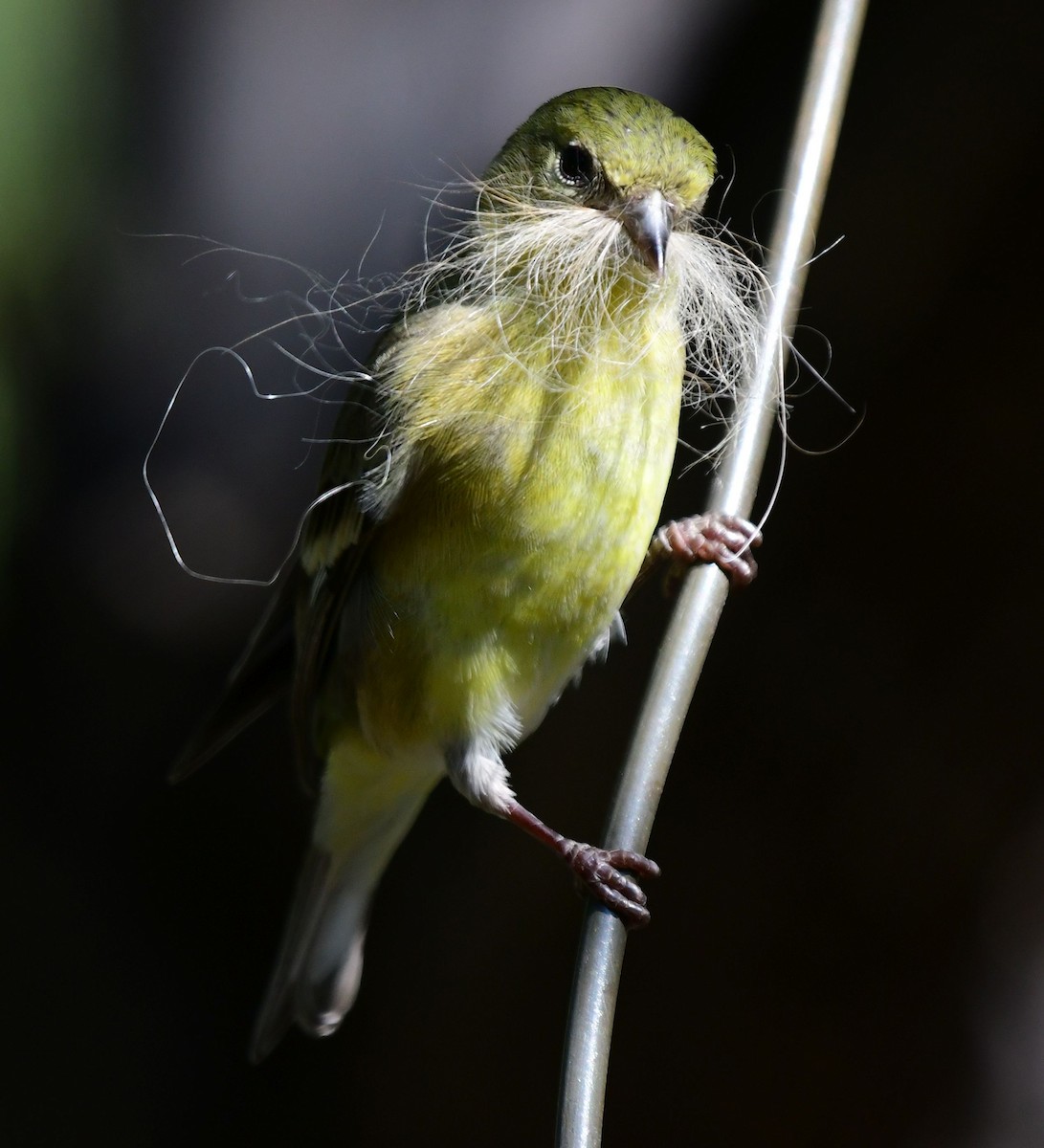 Lesser Goldfinch - ML109602031