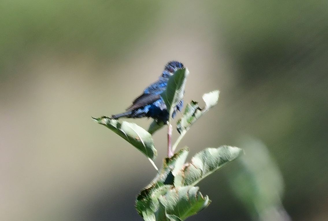 Indigo Bunting - ML109602201