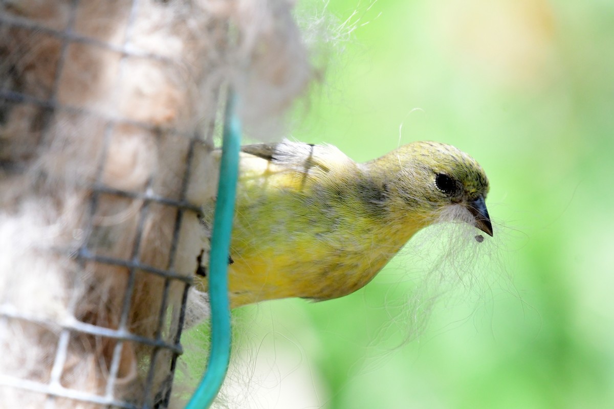 Lesser Goldfinch - ML109602241