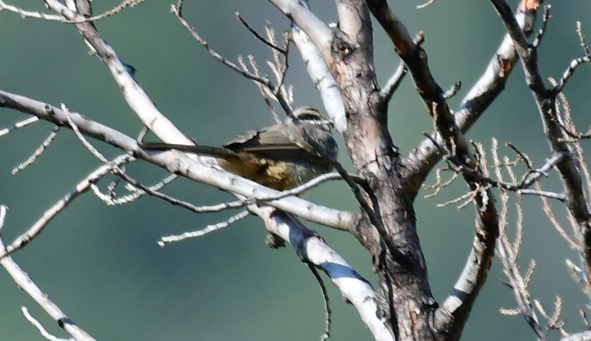 Canyon Towhee - ML109602361