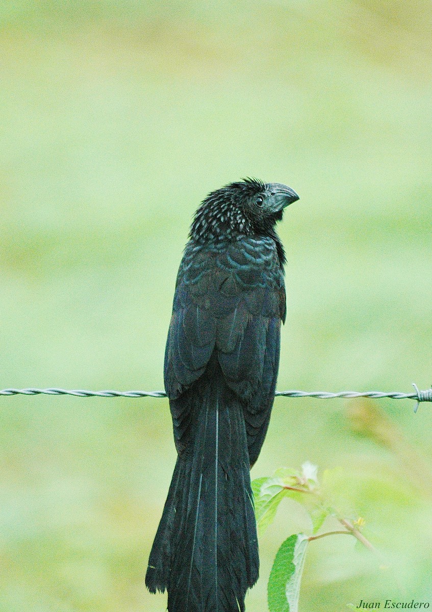 Groove-billed Ani - Juan Escudero