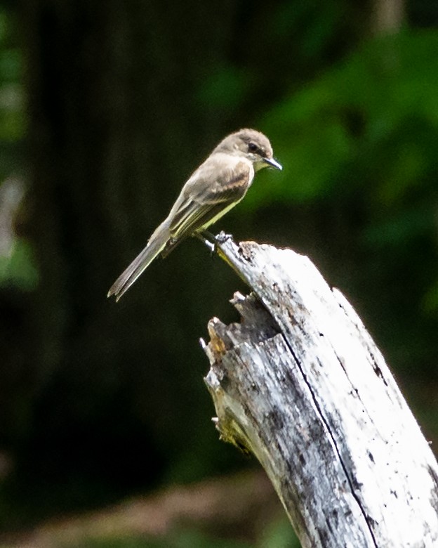 Eastern Phoebe - ML109602691