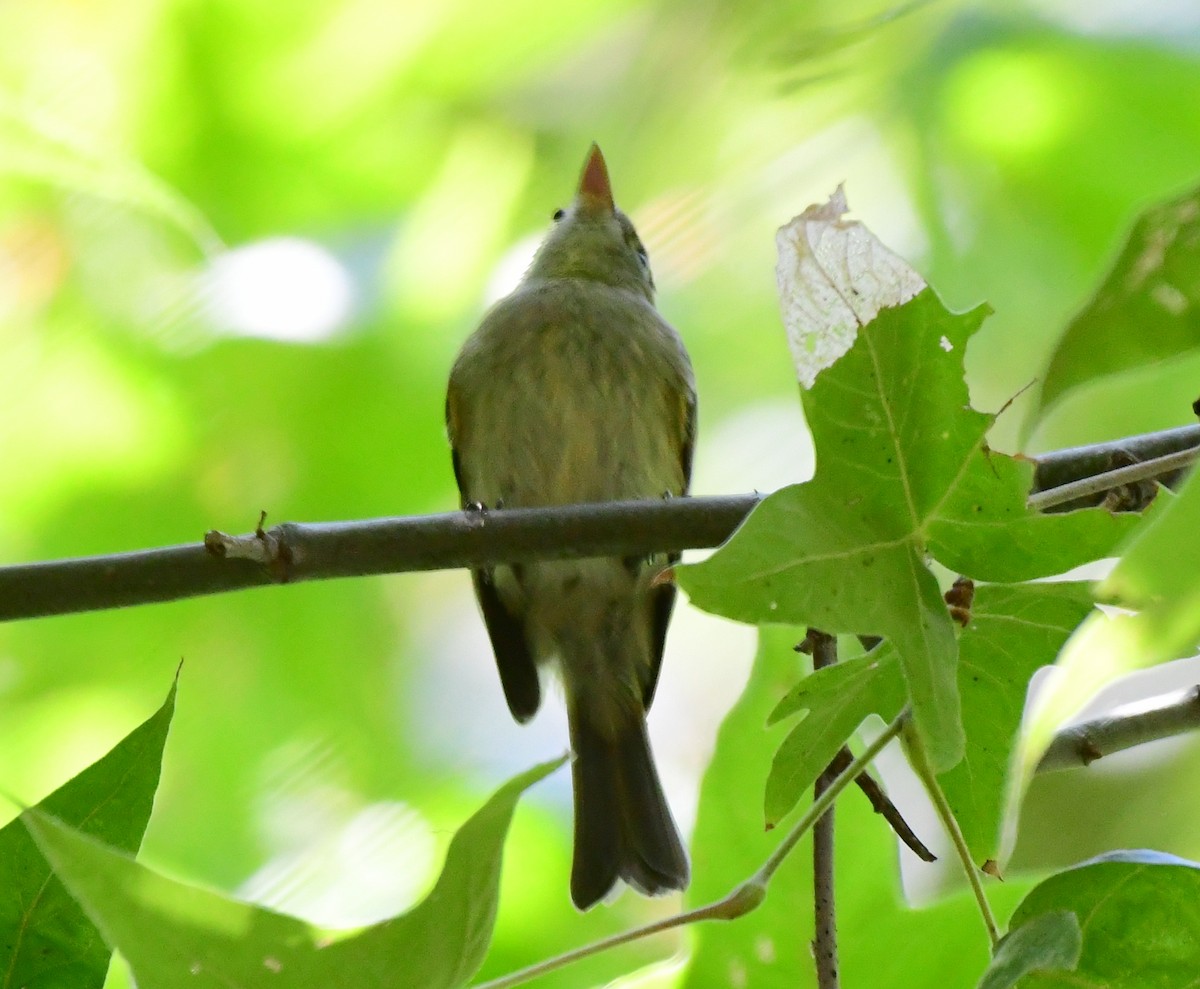 Western Flycatcher (Cordilleran) - ML109603361