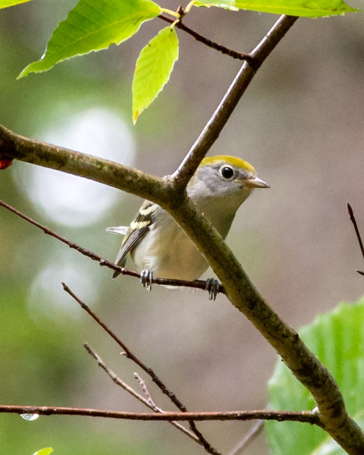 Chestnut-sided Warbler - David Hoitt