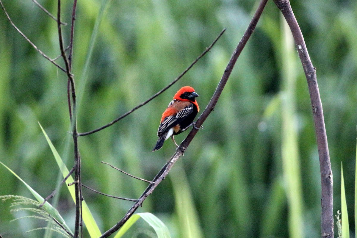 Black-winged Bishop - John Drummond