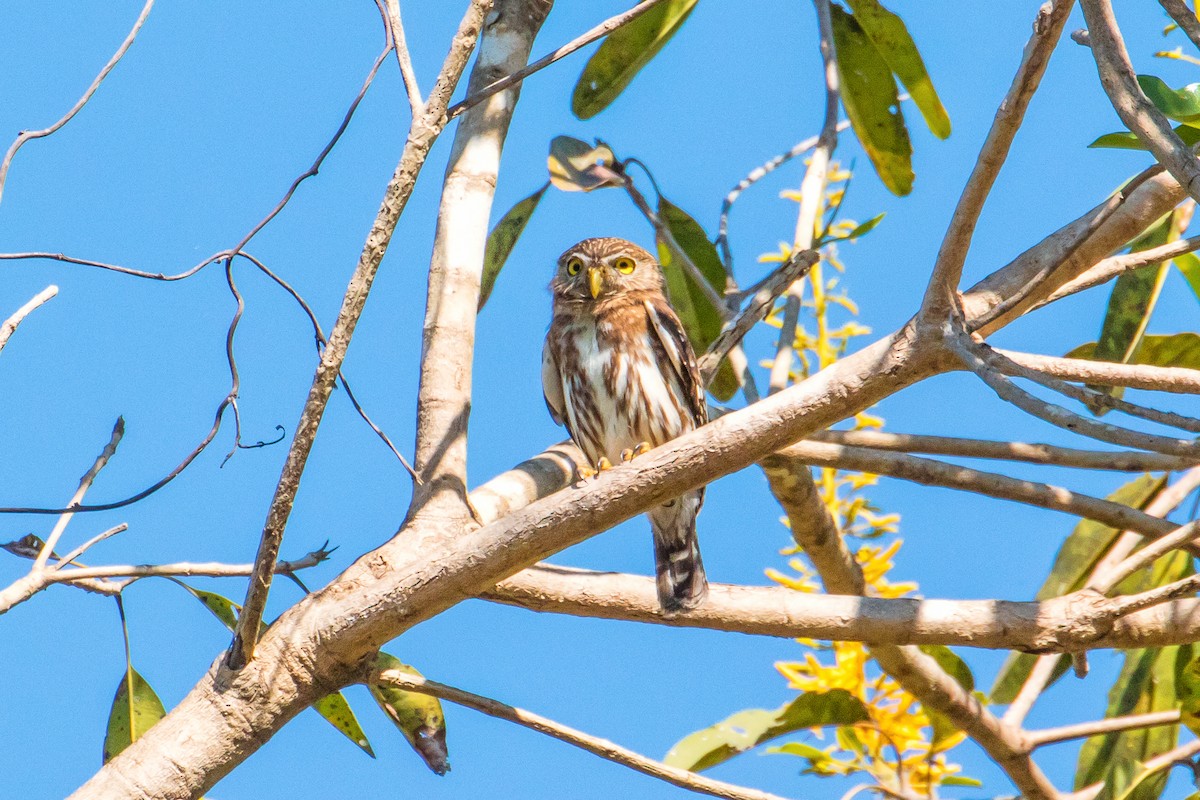 Ferruginous Pygmy-Owl - ML109604611