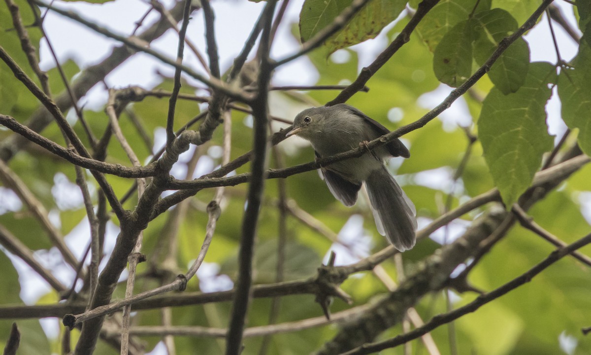 Chirinda Apalis - Zak Pohlen