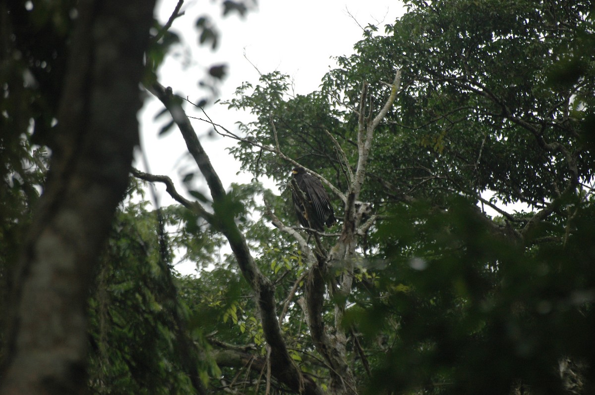 Great Black Hawk - ML109604991