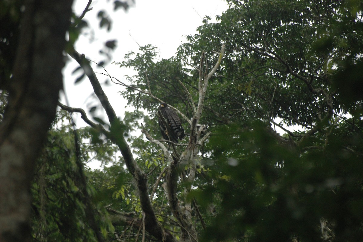 Great Black Hawk - ML109605021