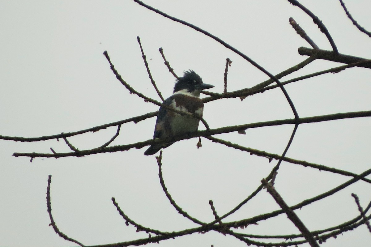 Belted Kingfisher - ML109605461