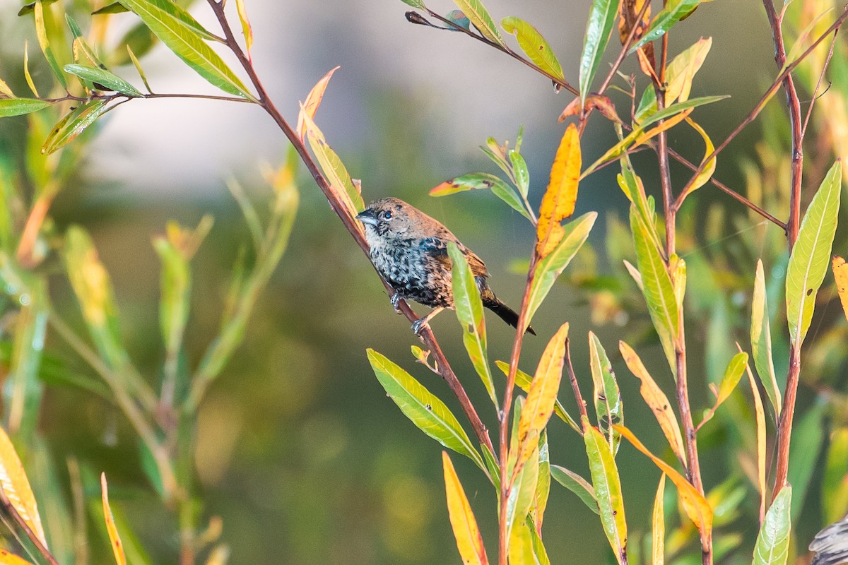 Blue-black Grassquit - graichen & recer