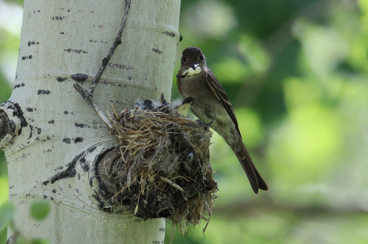 Western Wood-Pewee - ML109606261