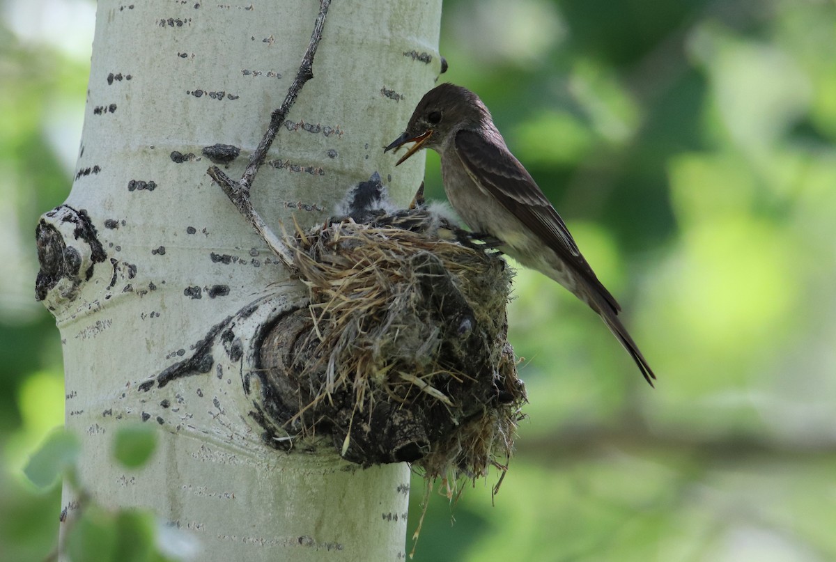 Western Wood-Pewee - ML109606271