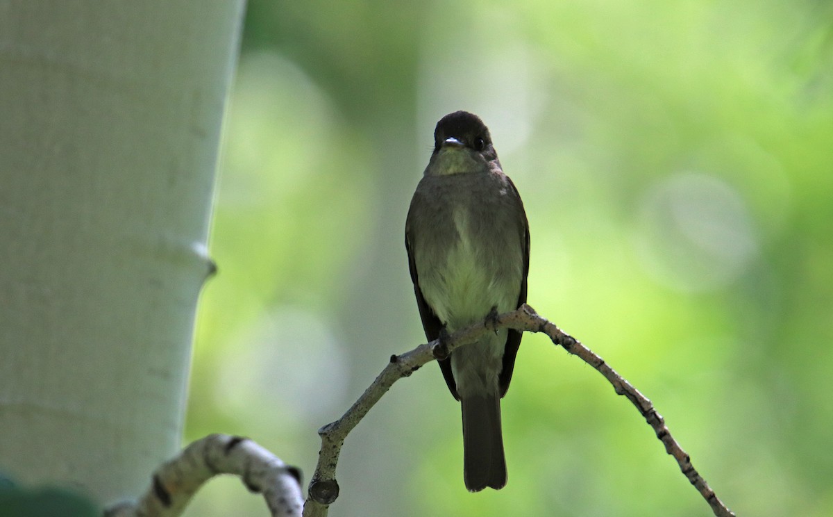 Western Wood-Pewee - ML109606281