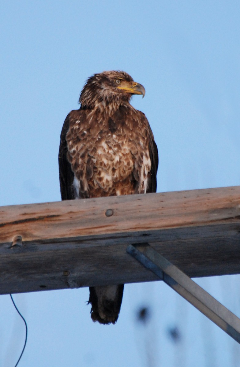 Bald Eagle - ML109607001