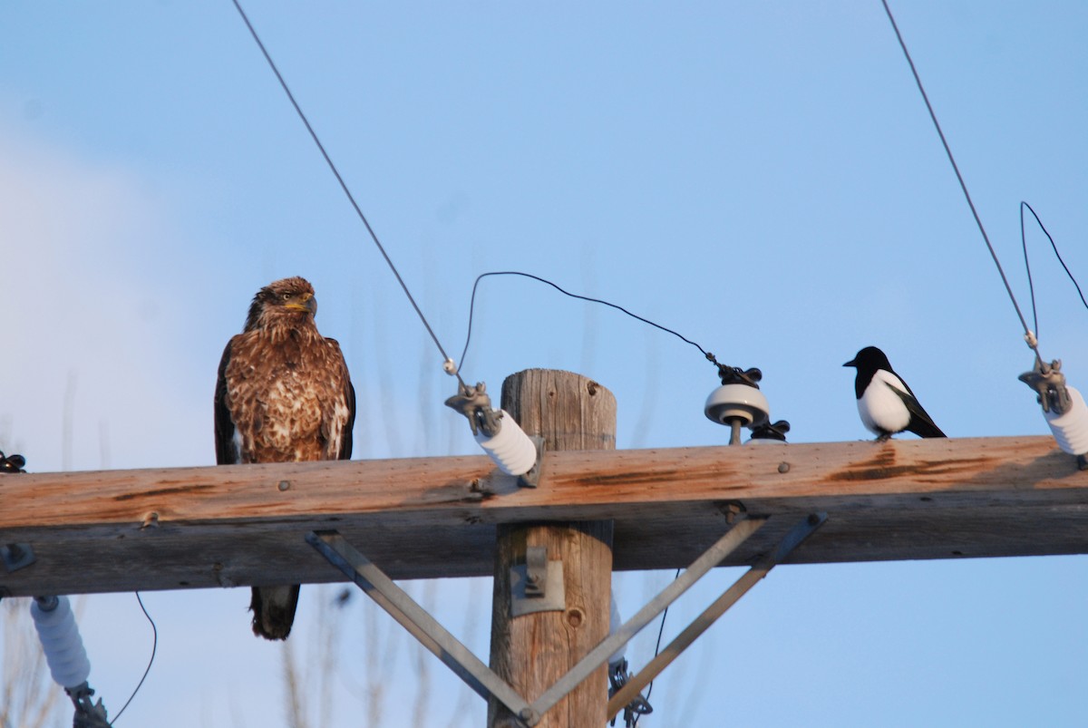 Black-billed Magpie - ML109607041
