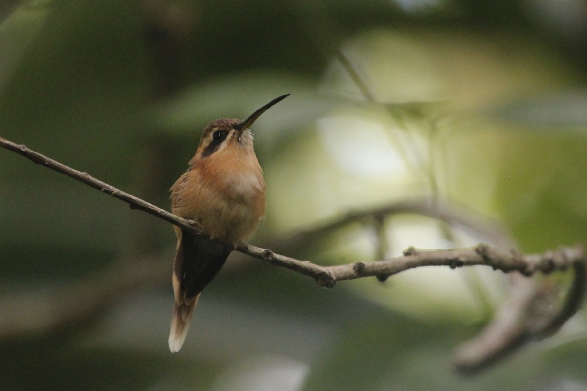 Streifenkehl-Schattenkolibri - ML109607261