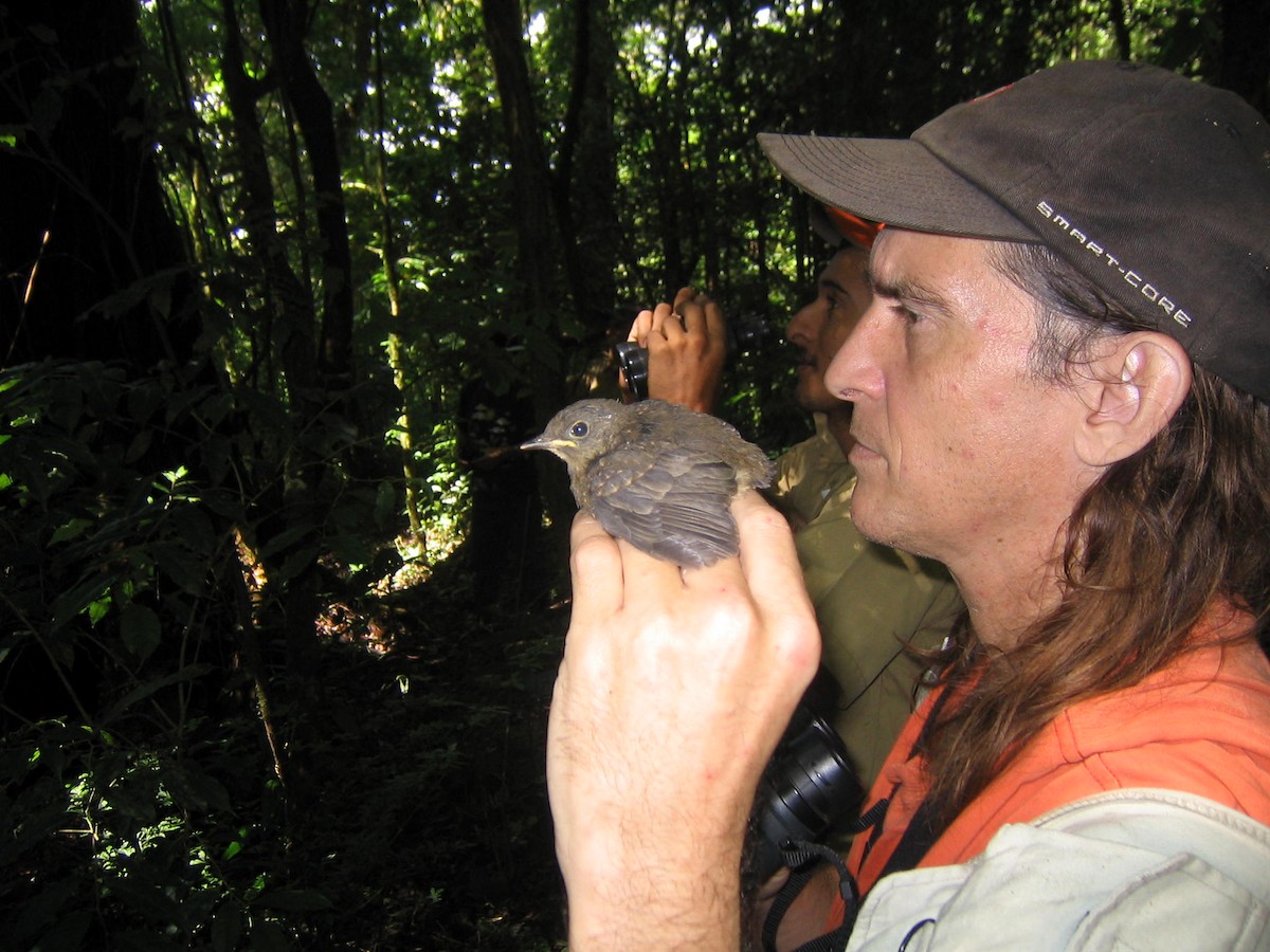 Black-headed Nightingale-Thrush - ML109608921